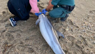 Photo of La Guardia Civil realiza continuos apoyos a Equinac en el varamiento de delfines en los últimos días