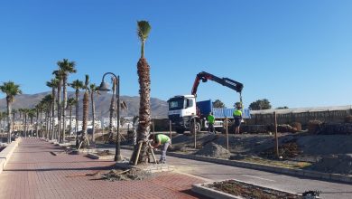 Photo of Plantación de una quincena de palmeras en el Paseo Marítimo del Censo de Adra