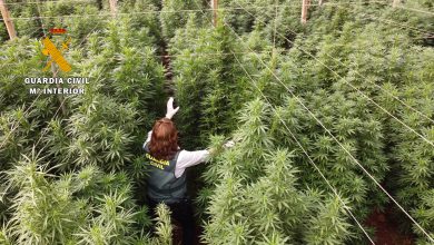 Photo of La Guardia Civil interviene 125.000 plantas de “cannabis” en ocho plantaciones de cáñamo