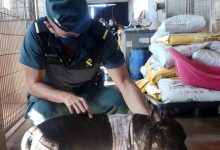 Photo of La Guardia Civil investiga al autor de un delito de maltrato animal y rescata a un perro en pésimas condiciones higiénico – sanitarias