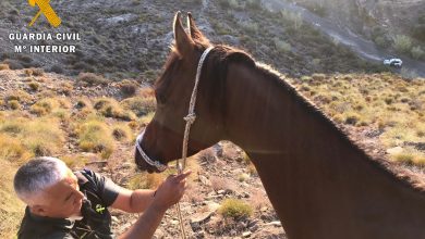 Photo of La Guardia Civil localiza y rescata a un caballo de raza árabe atrapado en una zona montañosa en Huércal Overa