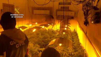 Photo of La Guardia Civil finaliza el año con 630.273 plantas de marihuana intervenidas en la provincia de Almería