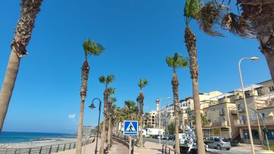 Photo of El Ayuntamiento de Adra pone a punto los paseos marítimos con labores de poda de palmeras