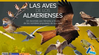 Photo of La exposición ‘Las aves de los almerienses’ se inaugura el 14 de marzo en el Auditorio Ciudad de Adra