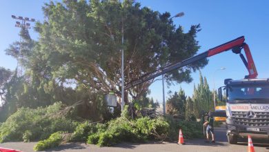 Photo of El Ayuntamiento de Adra intensifica las labores de poda y mantenimiento de zonas verdes tras la temporada estival