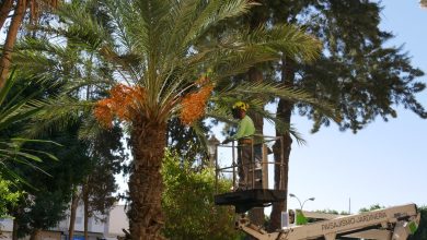 Photo of Adra destina 186.000 euros para reforzar el mantenimiento de parques y jardines