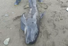 Photo of Muere un delfín tras varar en una playa de Adra