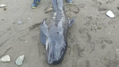 Photo of Muere un delfín tras varar en una playa de Adra