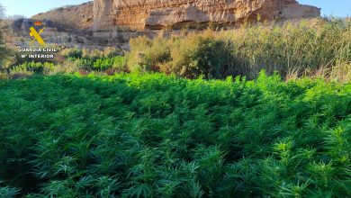 Photo of La Guardia Civil desmantela una plantación de marihuana en una zona rural en El Ejido y detiene a tres personas por delito contra la salud pública
