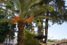 Photo of El Ayuntamiento de Adra saca a licitación el mantenimiento de jardines y zonas verdes para este 2026